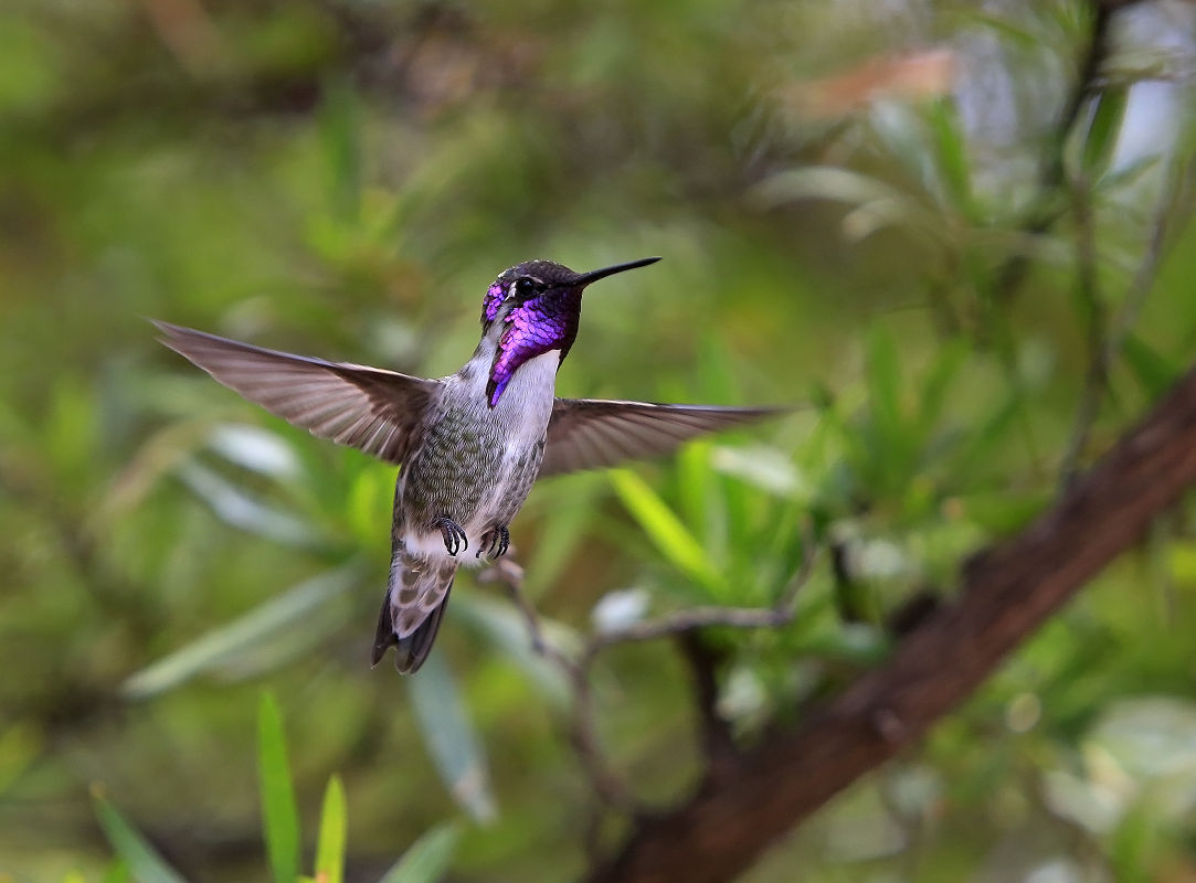 Hummingbirds in backyards and beyond